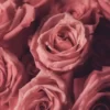 velvet-rose-oud
